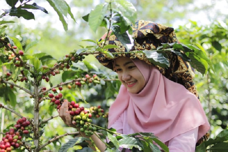 kopi menjadi sektor utama di kampung bathin wih pongas